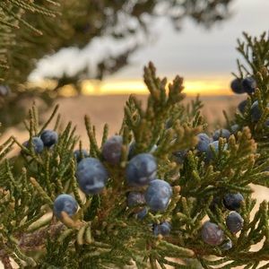 Meet your Posher, Ananda